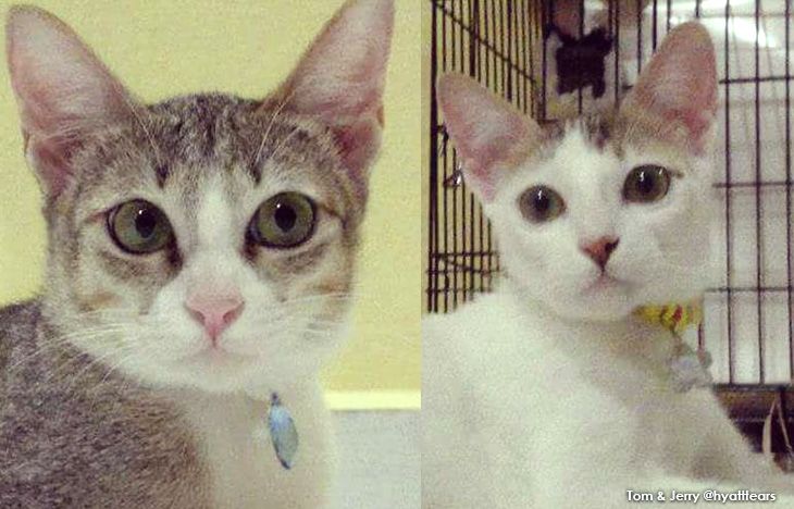 7 #CatsofInstagram Adopted as Kittens + Emma Watson Plays with Kittens :P