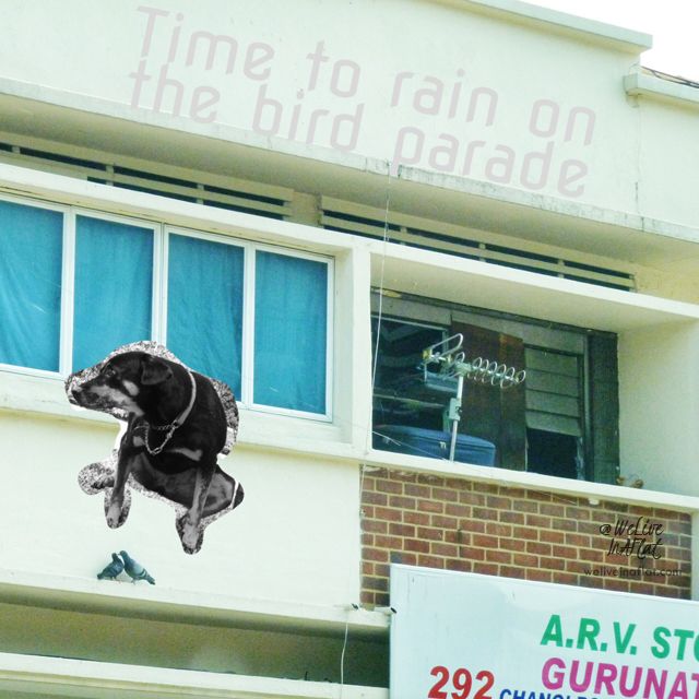 dog peeing on birds