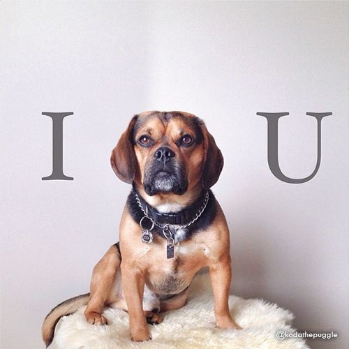 dogs and hearts - double tap interactivegrams on instagram
