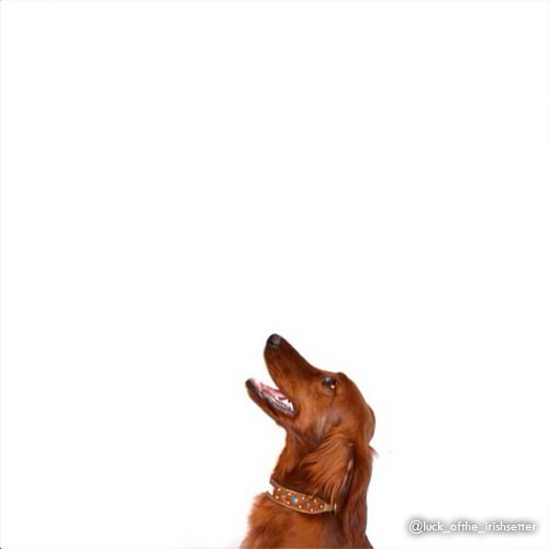 dogs and hearts - double tap interactivegrams on instagram