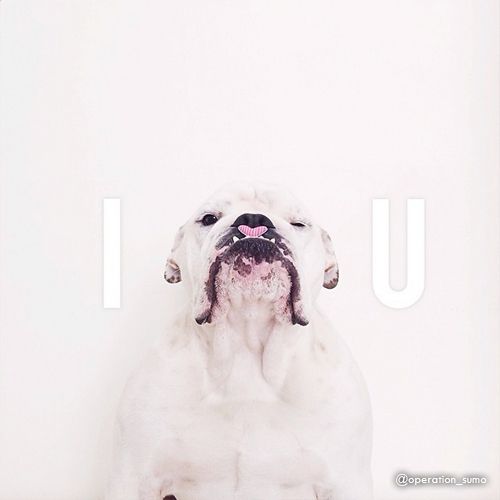 dogs and hearts - double tap interactivegrams on instagram