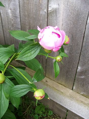 peony flower tattoo. Style flower artist daily