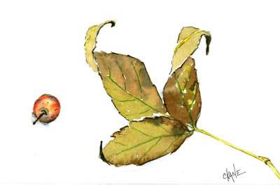 Fall Leaves Sketch