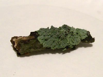 what is lichen