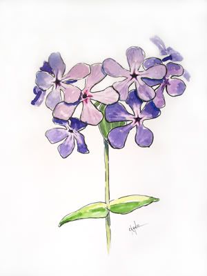 phlox step 6 final