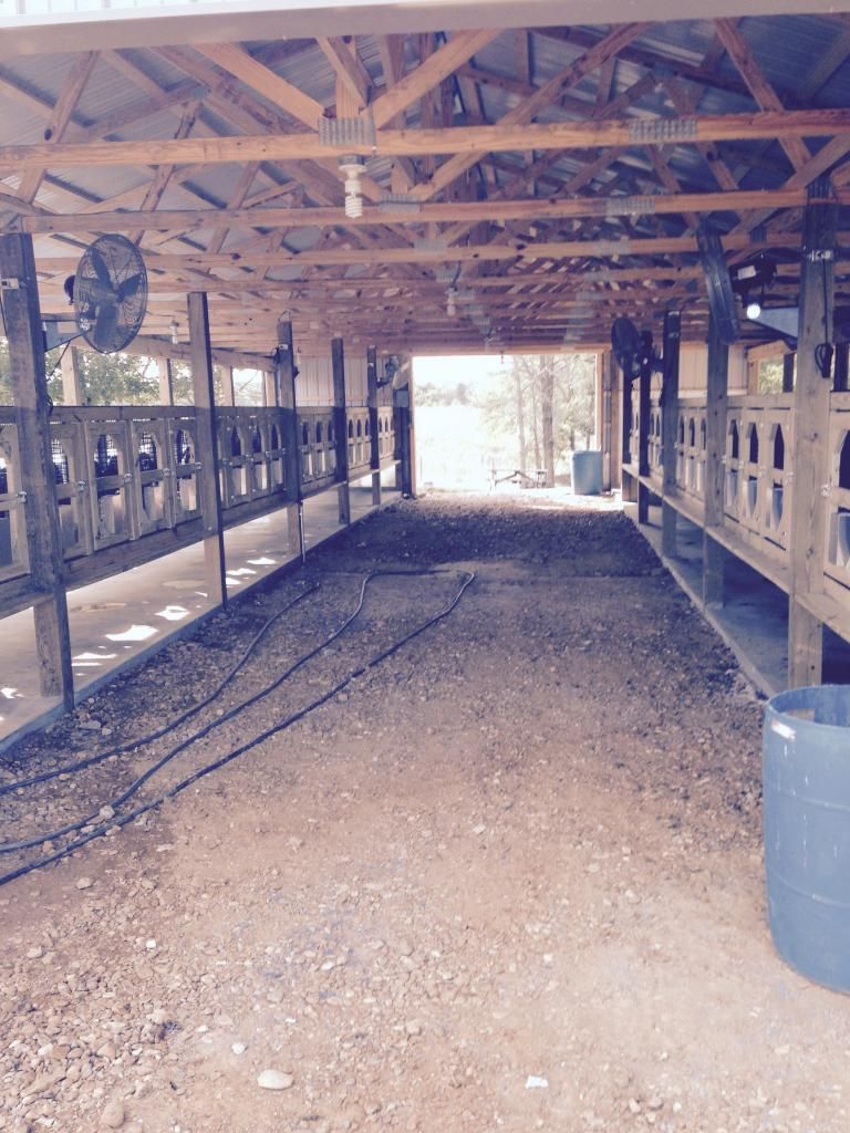 Cripple Creek Beagles New Facility Rabbit Dogs