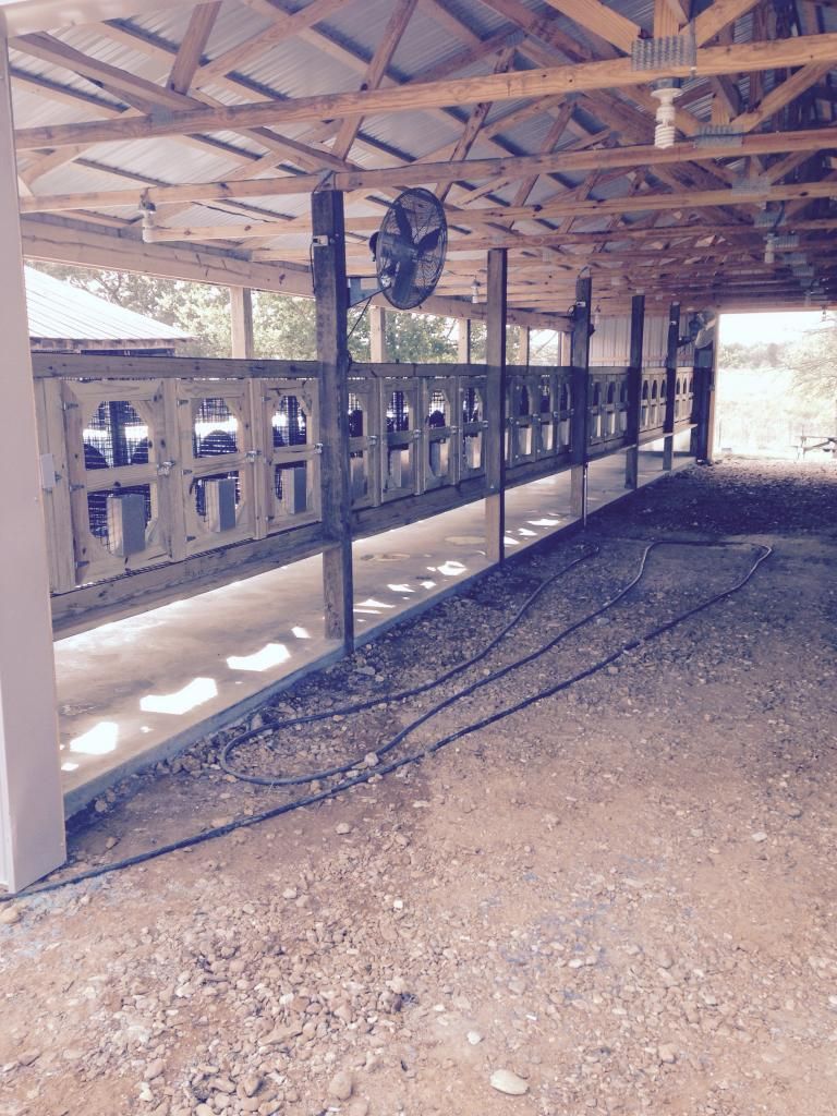 Cripple Creek Beagles New Facility Rabbit Dogs