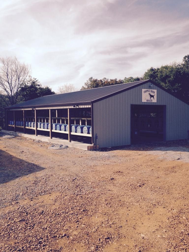 Cripple Creek Beagles New Facility Rabbit Dogs