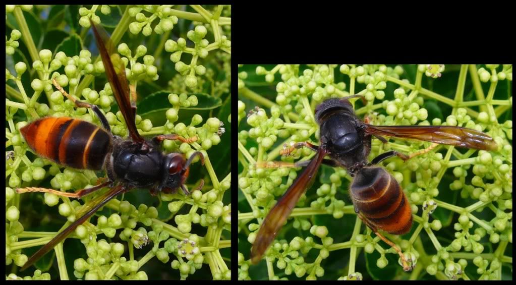 是不是墨胸胡蜂 vespa velutina?