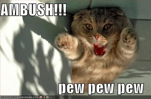 http://i300.photobucket.com/albums/nn11/prunkchik15/funny-pictures-ambush-cat.jpg