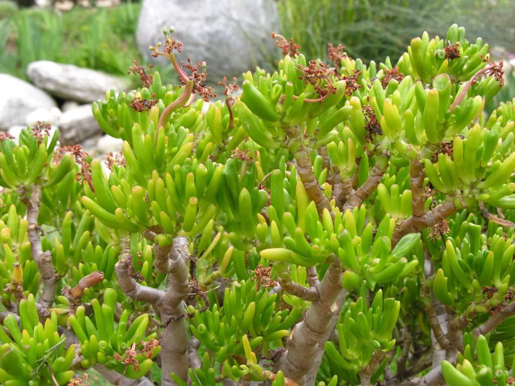 crassula ovata gollum