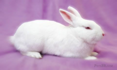 http://i300.photobucket.com/albums/nn14/petsbr/Animais/minibunny.jpg