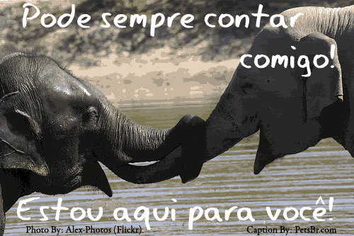 gif orkut animal natureza amor amizade te amo petsbr