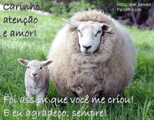 gif orkut animal natureza amor amizade te amo petsbr