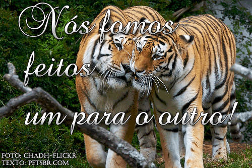 gif orkut animal natureza amor amizade te amo petsbr