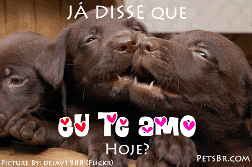 gif orkut animal natureza amor amizade te amo petsbr