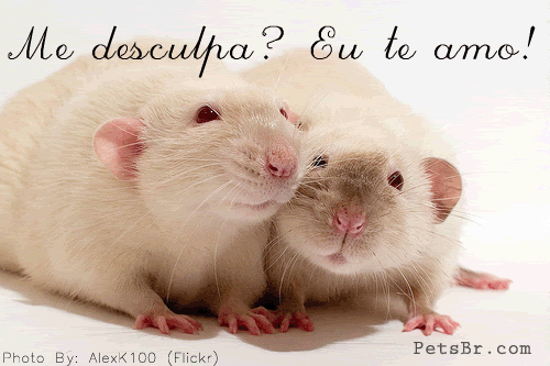 gif orkut animal natureza amor amizade te amo petsbr