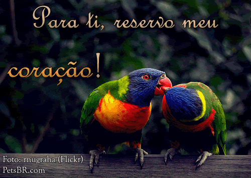 gif orkut animal natureza amor amizade te amo petsbr
