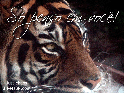gif orkut animal natureza amor amizade te amo petsbr