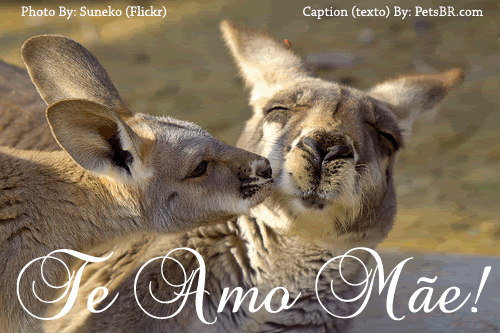 gif orkut animal natureza amor amizade te amo petsbr