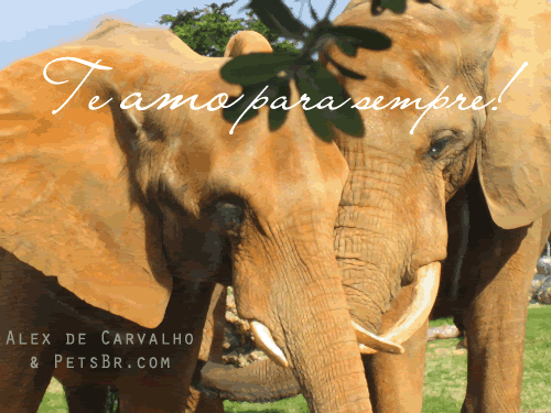 gif orkut animal natureza amor amizade te amo petsbr