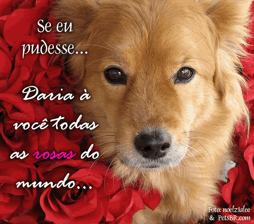 gif orkut animal natureza amor amizade te amo petsbr