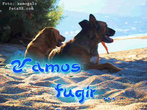 gif orkut animal natureza amor amizade te amo petsbr