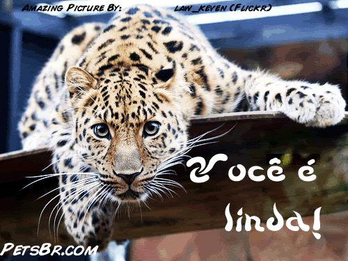 gif orkut animal natureza amor amizade te amo petsbr