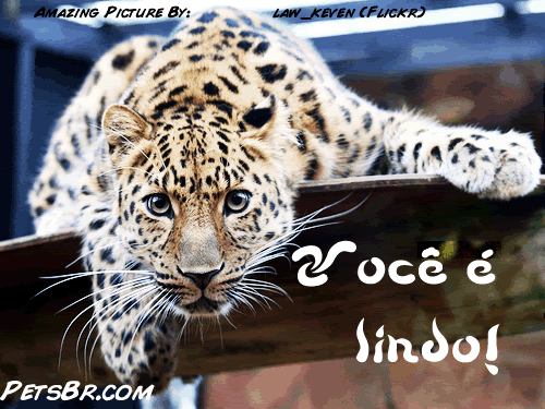 gif orkut animal natureza amor amizade te amo petsbr