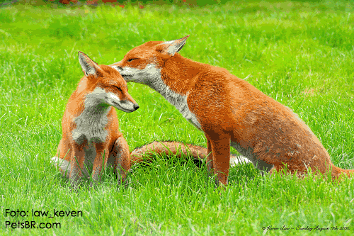 gif orkut animal natureza amor amizade te amo petsbr