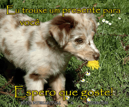 gif orkut animal natureza amor amizade te amo petsbr