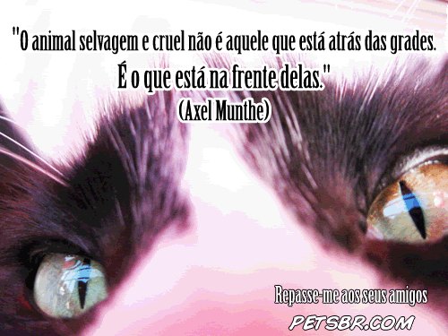 gif orkut animal natureza amor amizade te amo petsbr