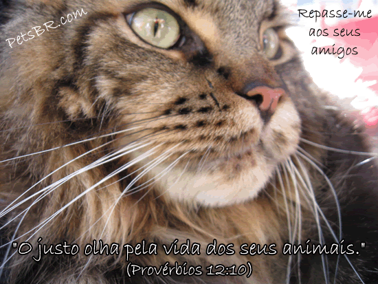 gif orkut animal natureza amor amizade te amo petsbr