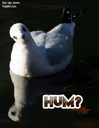 gif orkut animal natureza amor amizade te amo petsbr