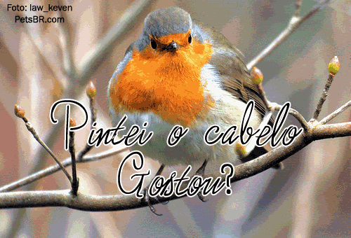 gif orkut animal natureza amor amizade te amo petsbr aniversário atrasado