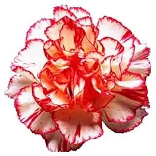 carnation_white.jpg