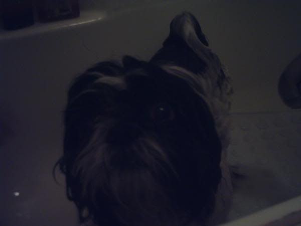 Forum Image: http://i300.photobucket.com/albums/nn15/aumynus/Pets/Samsonbath.jpg