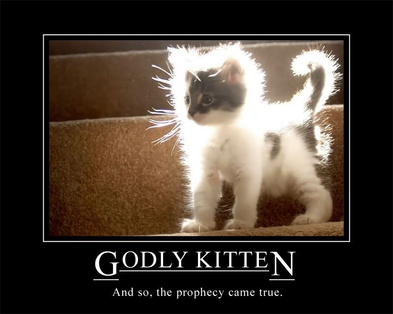 Forum Image: http://i300.photobucket.com/albums/nn15/aumynus/godlykittenxe9.jpg