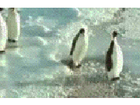 penguin.gif