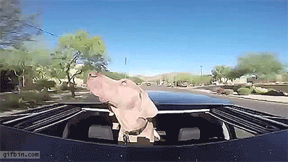 [Image: 1410006261_dog_with_head_out_on_car_sunr...dr36xu.gif]