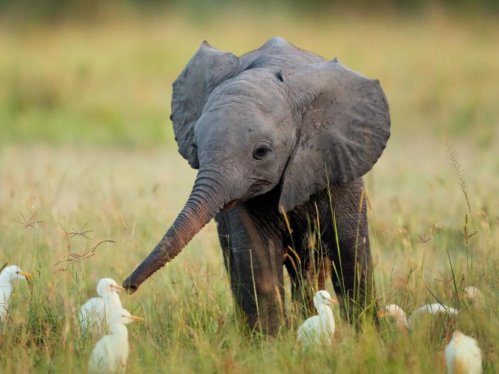 Did You Know? that elephants are the only land mammals that cannot jump?