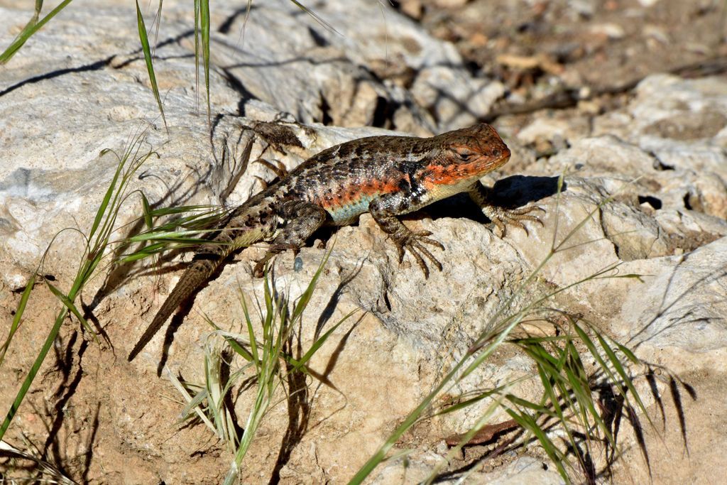 Field Herp Forum • View Topic - Southern California Herping Part 1