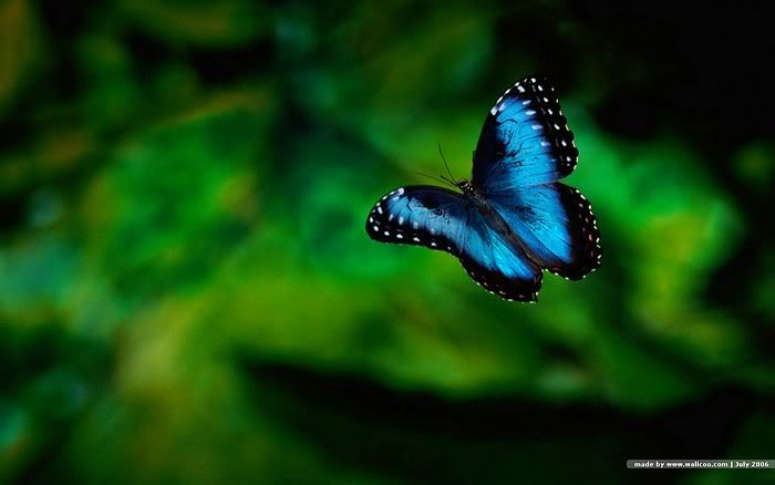 butterfly wallpapers. Photobucket