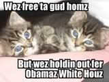 obamz-white-house-kittens.jpg