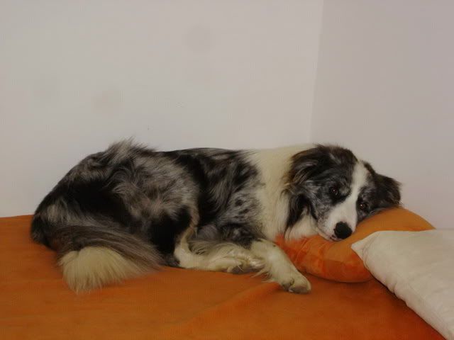 Devalszik02.jpg