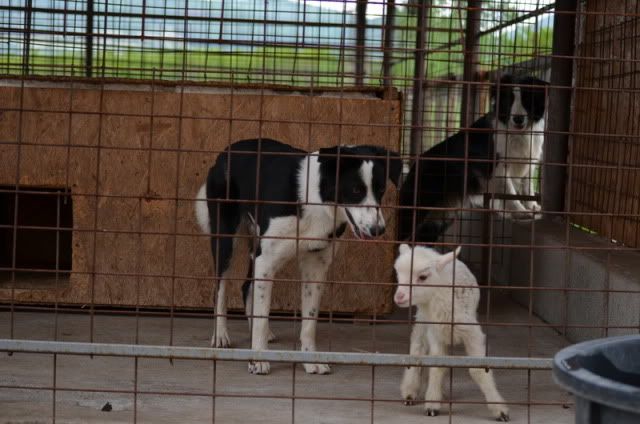 sheepinkennel01.jpg