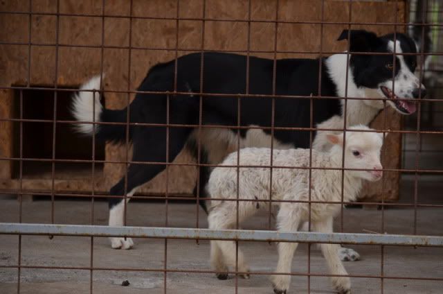 sheepinkennel02.jpg