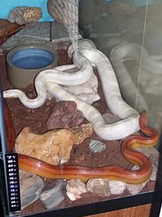 Whyt_n_Katchy_Feb09-1.jpg