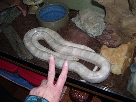 Whytsnake_Jan09-1.jpg