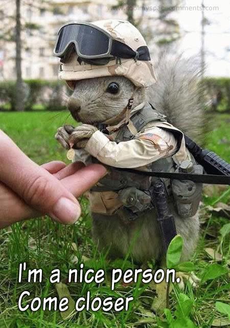 http://i300.photobucket.com/albums/nn2/plhutsell1957/Funny/CombatSquirrel.jpg